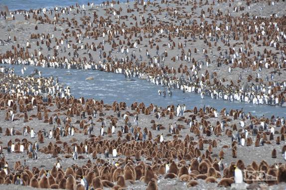 Centenas de pinguins rei adultos e filhotes em St Andrews Bay, na Geórgia do Sul, a maior colônia de pinguins rei do mundo